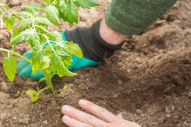 Domates tohumları yazın bahçedeki bir seraya ekilir.