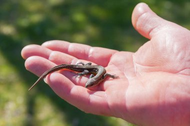 Yeşil kertenkele, yaz mevsiminde bir adamın elinde.