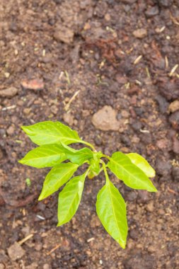 Biber tohumları yazın bahçede yetişir.