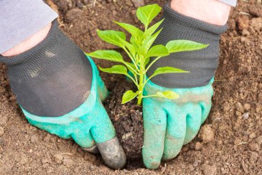Yazın bahçeye biber tohumu ekiyorum.