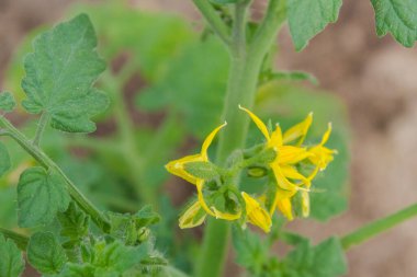 Bir domates bitkisinin sarı çiçekleri serada olgunlaşıyor.