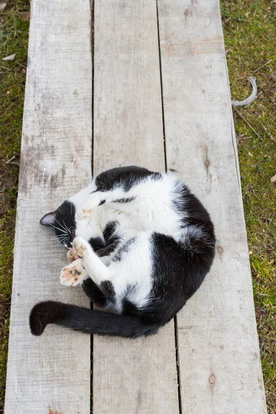 Casa Gato Preto Branco Caminha Quintal Primavera — Fotografia de Stock