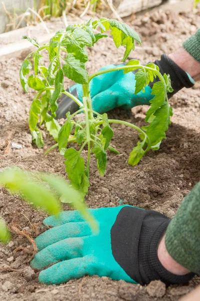 Domates tohumları yazın bahçedeki bir seraya ekilir.