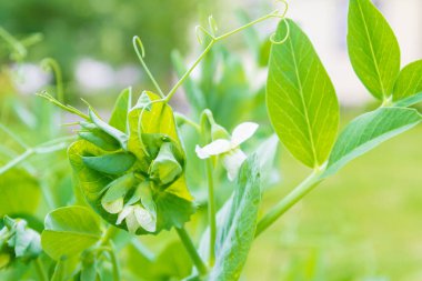 Yeşil bezelyeler çiçek açar ve yazın bahçede olgunlaşır.
