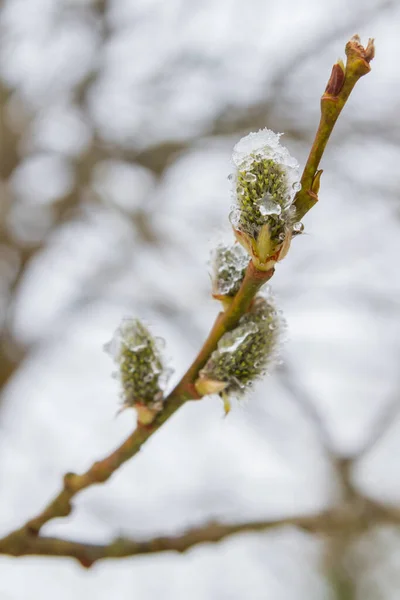 Primavera Salice Fiorì Nel Giardino Neve Cadde — Foto Stock