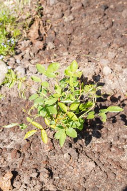 Gül çalısı yazın bahçeye ekilir.