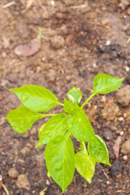 Biber tohumları yazın bahçede yetişir.