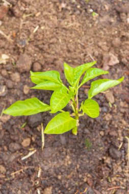 Biber tohumları yazın bahçede yetişir.