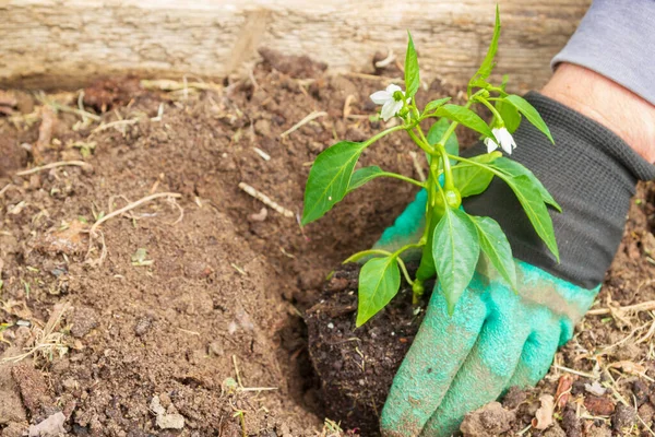 Menanam Bibit Lada Kebun Musim Panas Stok Foto Bebas Royalti