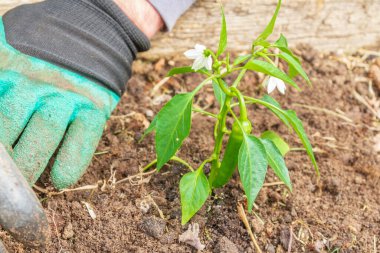 Yazın bahçeye biber tohumu ekiyorum.