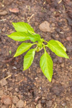 Biber tohumları yazın bahçede yetişir.