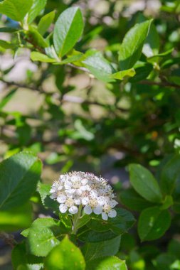 Çiçek açan siyah meyveli dağ küllerinden oluşan çalılığın beyaz çiçekleri.