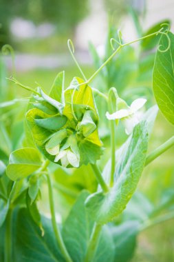Yeşil bezelyeler çiçek açar ve yazın bahçede olgunlaşır.