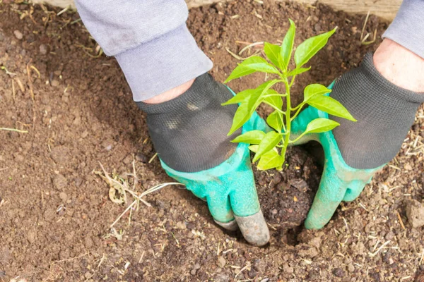 Plantation Semis Poivre Dans Jardin Été Photo De Stock