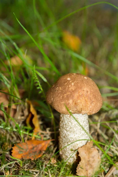 森林里的白色蘑菇长在草地上 — 图库照片