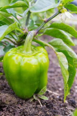 Yeşil lezzetli biber yazın bahçede yetişir.