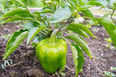 Yeşil lezzetli biber yazın bahçede yetişir.