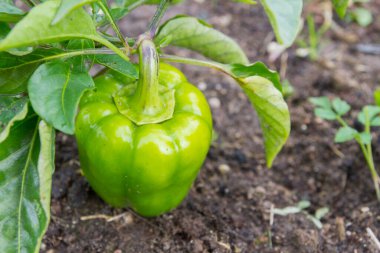 Yeşil lezzetli biber yazın bahçede yetişir.