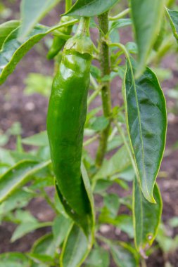 Yeşil lezzetli biber yazın bahçede yetişir.