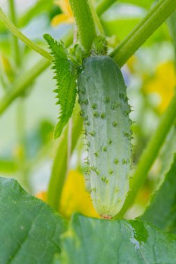 Serada salatalıklar dalda sallanıyor.