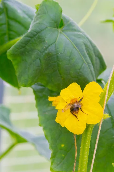 Pszczoła Zapyla Żółty Kwiat Gałęzi Ogórkami Szklarni — Zdjęcie stockowe