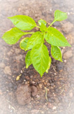 Biber tohumları yazın bahçede yetişir.