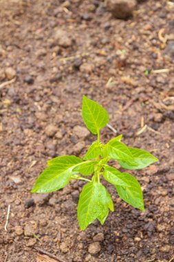 Biber tohumları yazın bahçede yetişir.