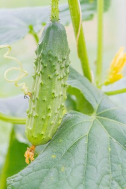 Serada salatalıklar dalda sallanıyor.