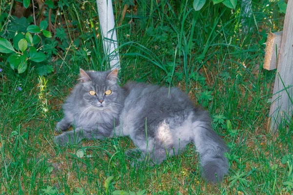 Gato Macio Cinza Jaz Grama Sob Bush Verde Verão — Fotografia de Stock