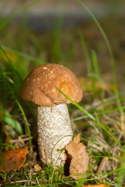 Cogumelo Branco Floresta Cresce Grama — Fotografia de Stock