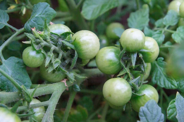 Pequeños Tomates Verdes Maduran Invernadero Verano Imagen De Stock