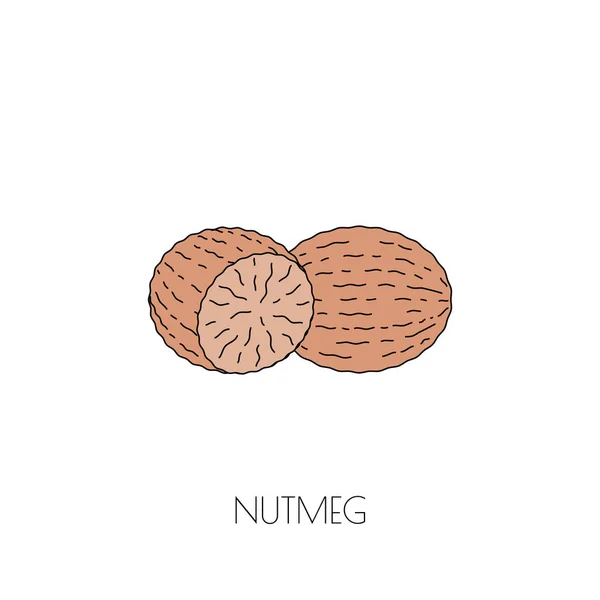 Spice nutmeg icon — Stock Vector