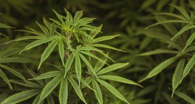 Esrar yaprakları, karanlık bir arka planda esrar, güzel bir arka plan, kapalı alanda tarım.