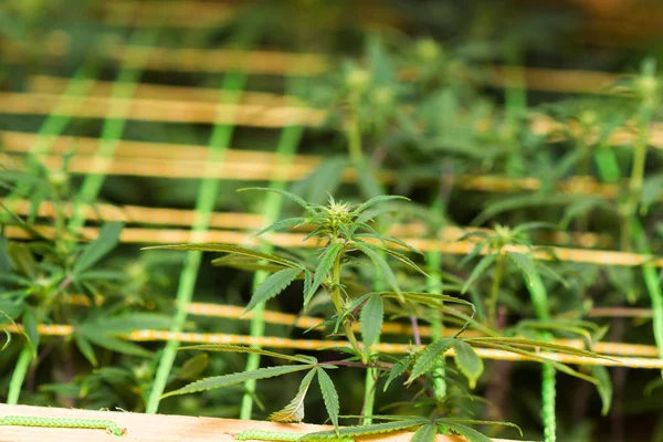 tıbbi esrar bitki growbox turuncu ışık içinde. Genç çiçek.