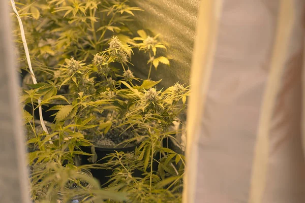 tıbbi esrar bitki growbox turuncu ışık içinde. Genç çiçek.