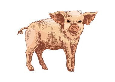 Vector illustration of a piglet in vintage hand drawn style, shown in color. Perfect for farm design, agriculture themes, packaging, textile patterns, educational materials and countryside projects.