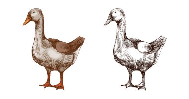 Evcil bir çiftlik kazının çizim stili vektör çizimi, hem renkli hem de tek renkli versiyonlarda gösteriliyor. Çiftlik etiketleri, organik gıda ambalajları, kırsal temalar, eğitim projeleri, antika posterler ve antika hayvan koleksiyonu için mükemmel.