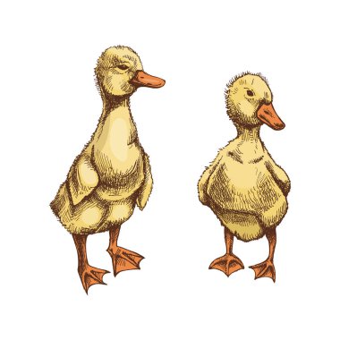 Tüylü ördekler ve ördekler elde çizilmiş. 