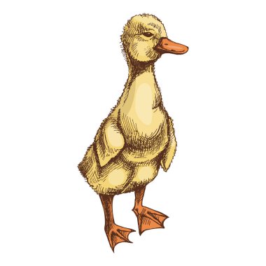 Tüylü ördekler ve ördekler elde çizilmiş. 