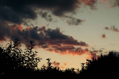 Yazın dramatik bir gökyüzü ile ormanın üzerinde gün batımı. Doğa günbatımı ağaçları manzara bulutları güzel. Sisli yeşil ormanın üzerinde renkli günbatımı gökyüzü