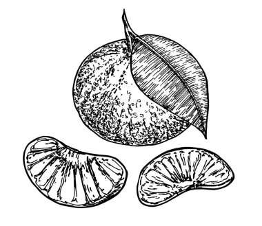 Mandalina ayarlayın. Mürekkep kroki üzerinde izole beyaz arka plan. El vektör çizim çekilmiş. Retro tarzı. 