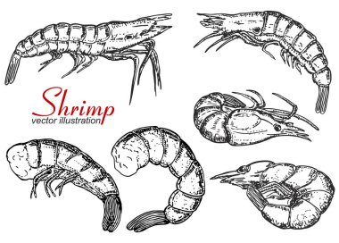 Beyaz arka planda izole edilmiş karides seti. Deniz ürünleri. Logo, etiket, amblem, işaret, marka işareti için tasarım öğeleri. Vektör çizimi
