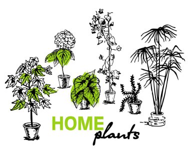 Vektör set kapalı bitkiler tencere. Houseplants. Illüstrasyon
