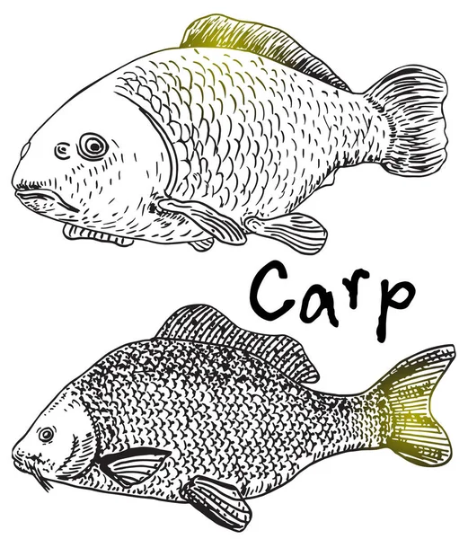 Carpa Boceto Alimentos Para Peces — Vector de stock