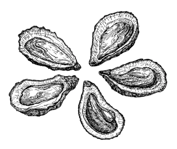 Illustration Vectorielle Gravure Huîtres Mollusques Dessinés Main Dans Des Coquilles — Image vectorielle