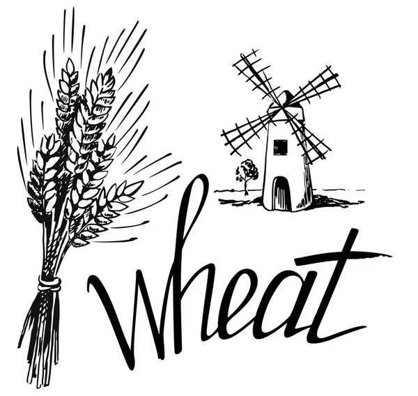 Mlýn Pšenicí Význačný Vektor Rytý Ilustrace Pro Logotyp Štítek Plakát — Stockový vektor