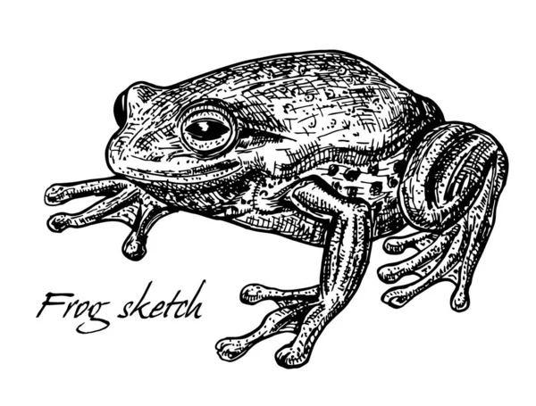 Жаба Лягушка Вектор Рисунок Лягушки — стоковый вектор