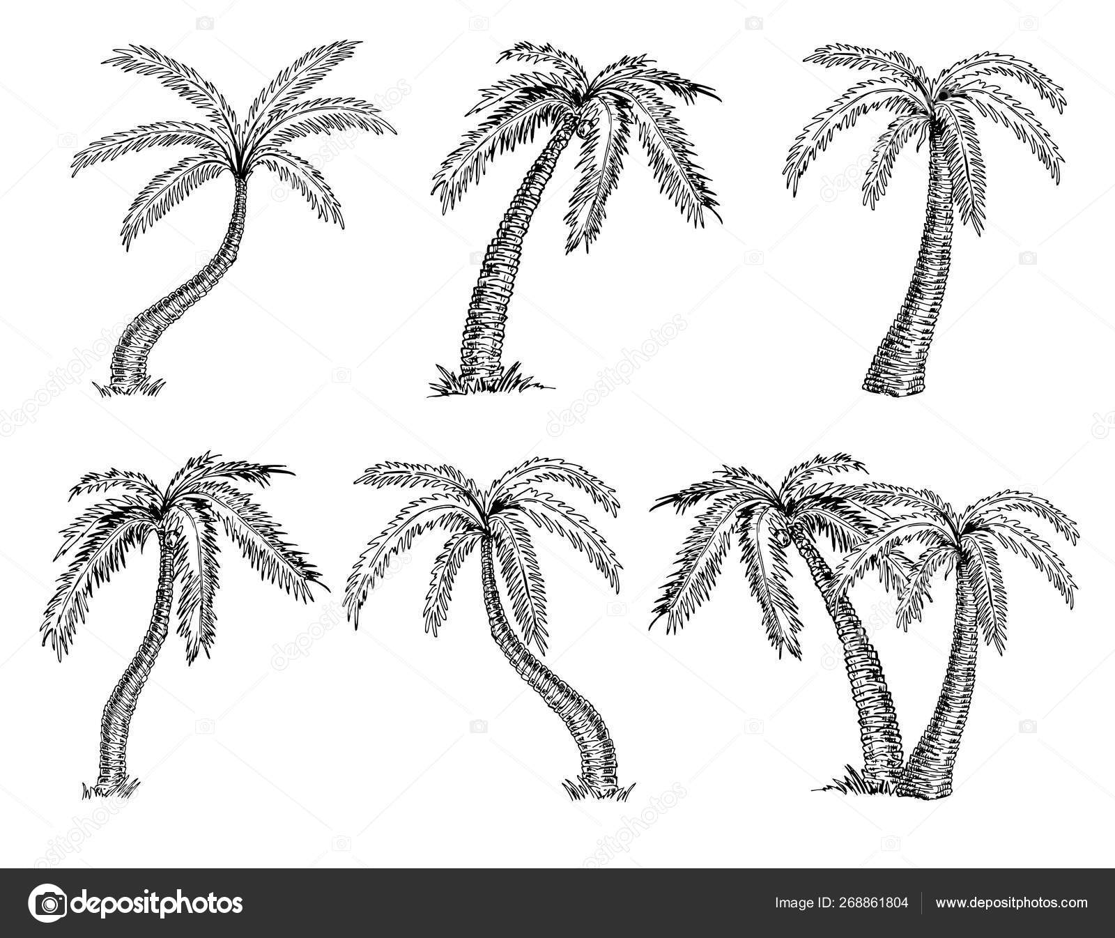 棕榈树素描的矢量插图的设计旅行和度假墨迹元素模板隔离在白色上图库矢量图©luisvv 268861804, image size:1600x1346
