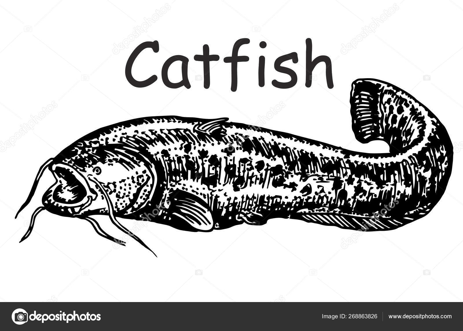 Dick pic for catfish