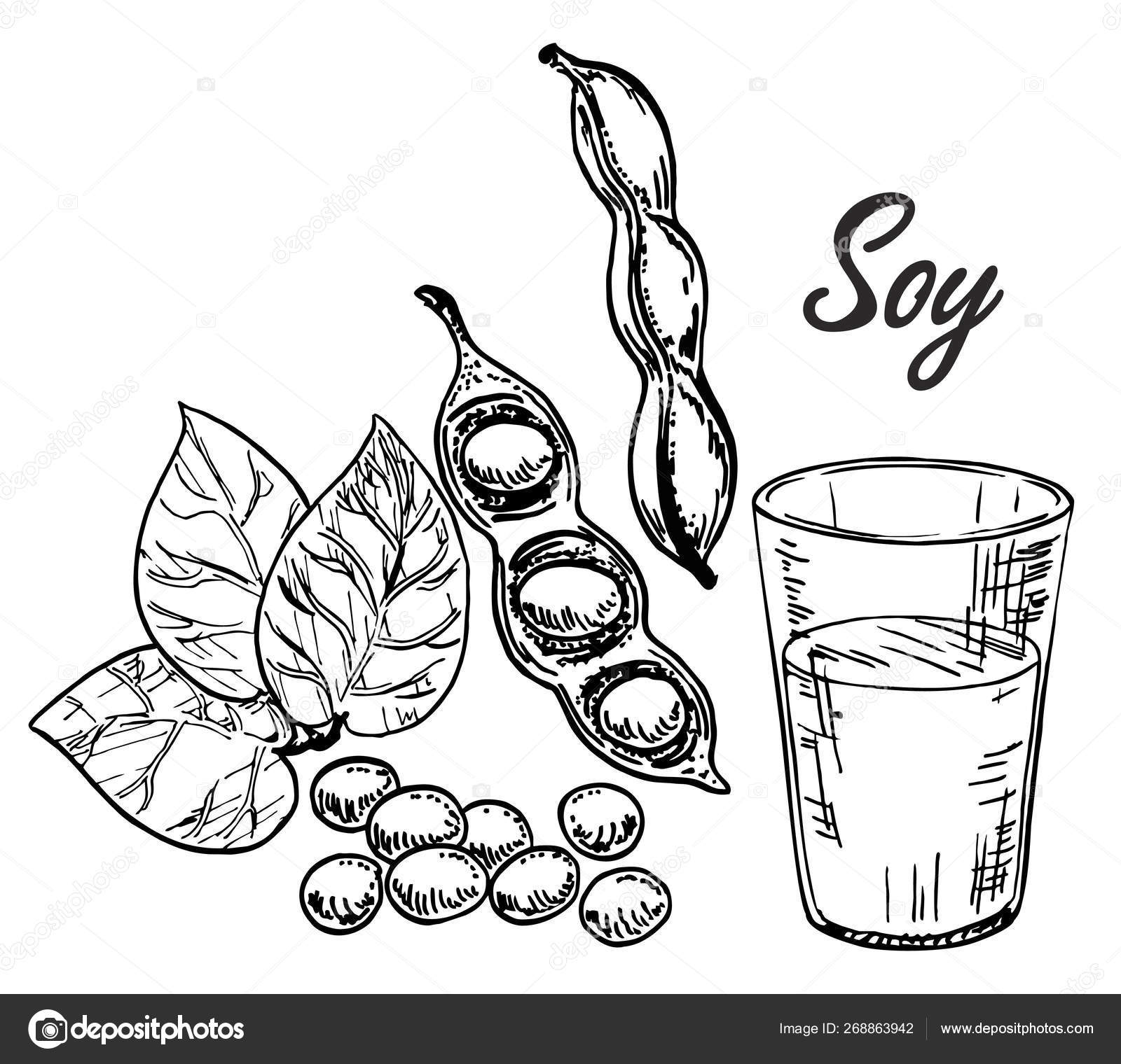 Hand Drawn Soybean Royalty Free SVG, Cliparts, Vectors, and Stock  Illustration. Image 89630982.